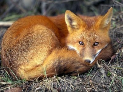 Fox Resting in the Wild.jpg